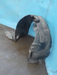 5380530090 Подкрылок передний правый LEXUS GS III 2005-2012
