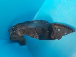 5387602310 Подкрылок передний левый TOYOTA Auris (E15) 2006-2012