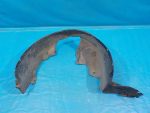96810479 Подкрылок передний правый Chevrolet Lacetti 2003-2013
