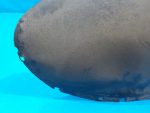 7L6810972 Подкрылок задний правый VOLKSWAGEN Touareg 2002-2010