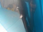 7L6823031D Капот VOLKSWAGEN Touareg 2002-2010